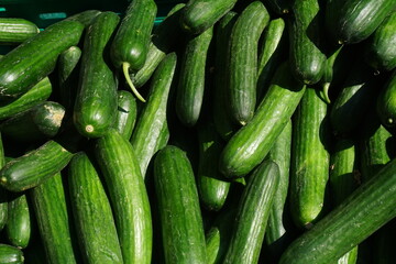 fresh zucchini on the market