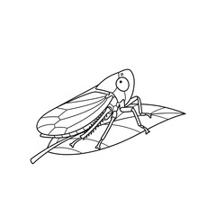 Coloring page of planthopper insect on leaf vector illustration for kids and adults art on transparent background