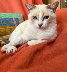 Obraz premium Calm cream-colored cat resting on an orange blanket