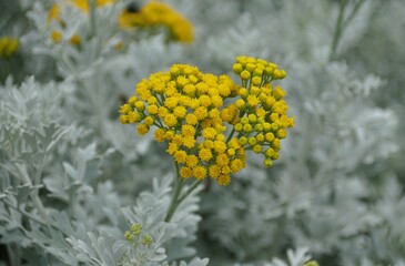 Close-up of the tiny yellow flowers of Guadalupe Island Rock Daisies