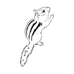 chipmunk, vector sketch