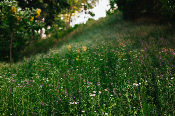 A vibrant green meadow, abundant with wildflowers in full bloom under the sun. A lush green meadow with wildflowers in bloom, bathed in soft sunlight. The scene exudes tranquility and natural beauty.