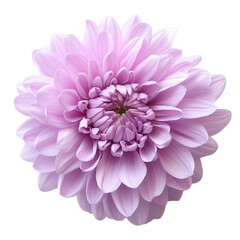 Pink dahlia flower isolated on white, a beautiful single blossom showcasing nature's vibrant summer flora