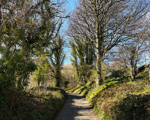 Beckfoot Lane meanders through a tranquil woodland, where sparse branches and greenery frame the sunlit path near Bingley, Yorkshire, UK.
