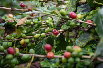 Colombian coffee,  axis of the coffee triangle