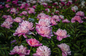 Delicate pink peonies blooming in a botanical garden.
