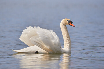 Mute swan on a lake preening feathers (Cygnus olor)