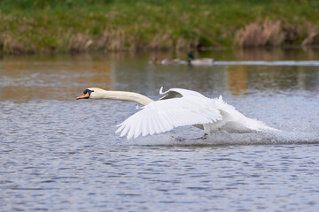 Mute swan in flight landing on water (Cygnus olor)