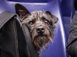 a cute little mixed breed dog behind a backpack looks at the camera