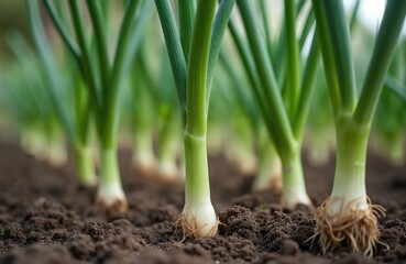 Obraz premium Fresh green onions grow in soil. Closeup macro shot shows detailed textures, vibrant green plants. Healthy organic agriculture, farming, harvest. Gardening, vitamins, healthy lifestyle eco food