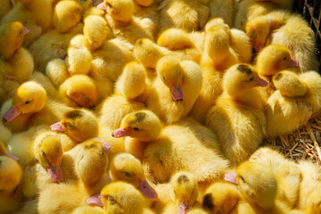 Fluffy Yellow Ducklings in a Group on Straw   Puszyste żółte kaczuszki w grupie na słomie © Adrian White