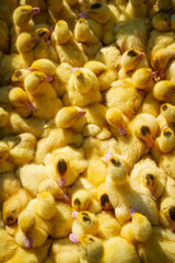 Fluffy Yellow Ducklings in a Group on Straw   Puszyste żółte kaczuszki w grupie na słomie © Adrian White