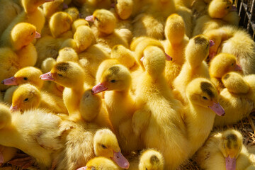 Fluffy Yellow Ducklings in a Group on Straw   Puszyste żółte kaczuszki w grupie na słomie © Adrian White