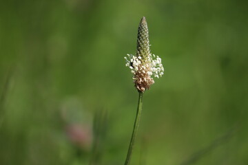 Flowers of narrow leaved plantain (Plantago lanceolata) plant in wild