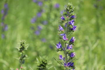 Blue flowers of Blueweed (Echium vulgare) in wild