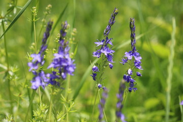 Blue flowers of large speedwell (Veronica teucrium) in wild on summer green meadow
