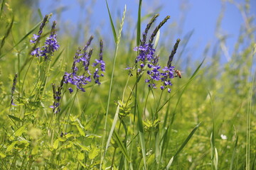 Blue flowers of large speedwell (Veronica teucrium) in wild on summer green meadow
