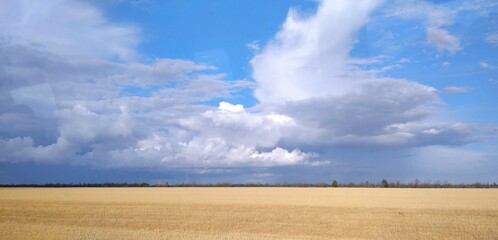 field of wheat