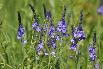 Blue flowers of large speedwell (Veronica teucrium) in wild on summer green meadow