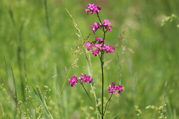 Fototapeta premium Pink flowers of sticky catchfly (Viscaria vulgaris) plant in wild