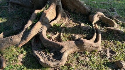 Bali Nusa Dua. Tree roots in the park
