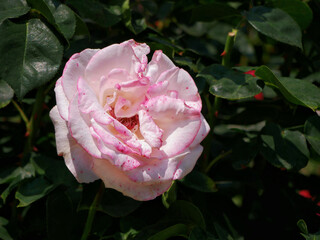 Westerland Polyantha rose flower. Pink rose bloom close up