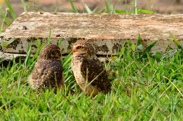 baby owls in the grass