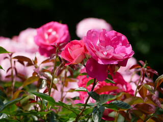 Westerland Polyantha rose flowers. Pink roses bloom close up