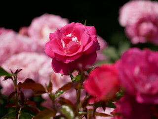 Westerland Polyantha rose flowers. Pink roses bloom close up