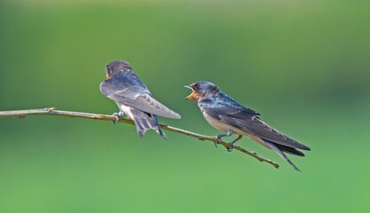 Fototapeta premium Barn Swallow (Hirundo Rustica) is a common swallow species. It lives in Africa in winter and in Asia and Europe in summer.