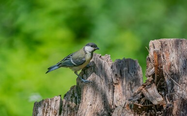 Great Tit (Parus major) is a songbird that lives in orchards and woodlands. It is a common bird in TurKey.
