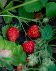 Strawberry growing in soil, close up. Green foliage, dark fertile soil particles. Beautiful red berry dangling from the stem. Maturing strawberry fruit in cluster. June harvest in the garden. 