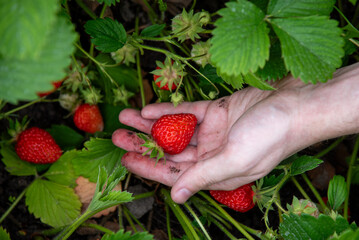 Strawberry picking in the garden, close up. Fresh berries growing among green foliage. Mature red berry in male hand. June harvest in the garden. 