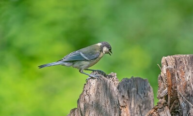 Great Tit (Parus major) is a songbird that lives in orchards and woodlands. It is a common bird in TurKey.
