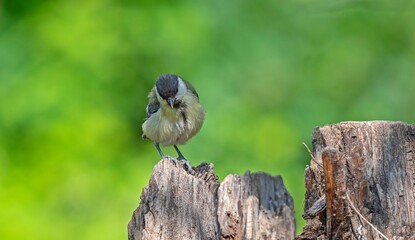 Great Tit (Parus major) is a songbird that lives in orchards and woodlands. It is a common bird in TurKey.
