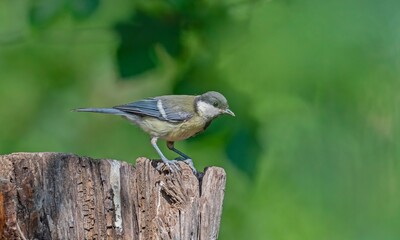 Great Tit (Parus major) is a songbird that lives in orchards and woodlands. It is a common bird in TurKey.
