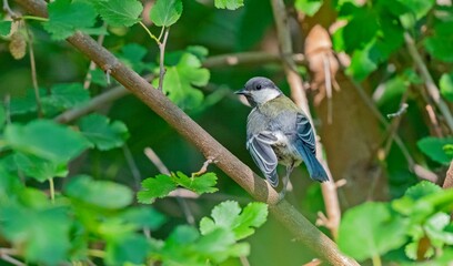 Great Tit (Parus major) is a songbird that lives in orchards and woodlands. It is a common bird in TurKey.
