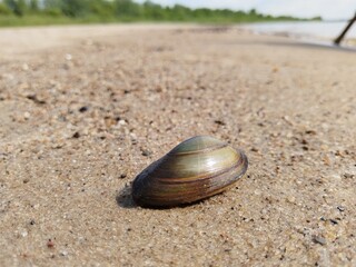 beach, mussels, shells