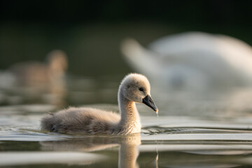 swan baby on the lake © Mathias