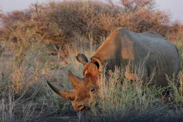 Black rhino with uncut horn in beautiful morning light