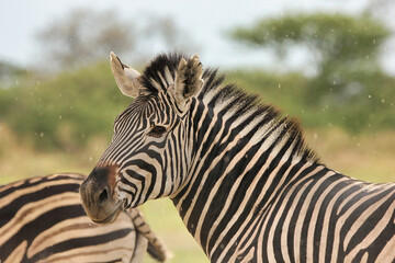 Closeup of a Zebra in the light rain with trees in the background