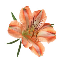 Pink and red tulip blossoms isolated on white, showcasing their natural beauty and delicate petals