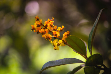 butterfly on flower