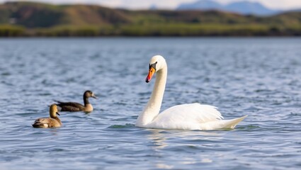 Obraz premium Majestic Swan and Ducks on a Serene Lake