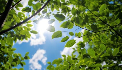 Fototapeta premium Sunlight filtering through lush green leaves creating a serene atmosphere in a vibrant natural environment