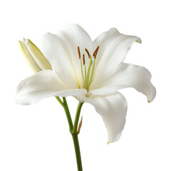 Obraz premium Isolated on white, this beautiful white lily blossom showcases the delicate petals and vibrant stamen of a spring flower in nature
