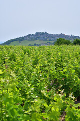Sancerre Village on a Hill in France, Viewed from Afar – June 9, 2025
