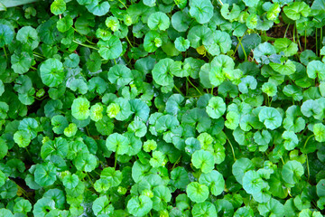 Viola hederacea or Viola Banksii