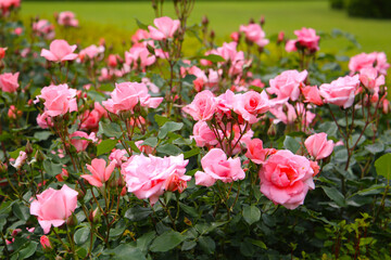 Beautiful pink roses in full bloom at the Japanese Rose Garden.