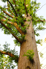 Green leaves of a dawn redwood tree reaching toward the sky.